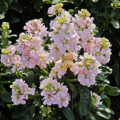 测试专辑2501有声小说